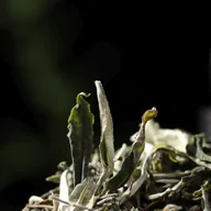 Bai Mu Dan (White Peony) offer from Yunnan Sourcing